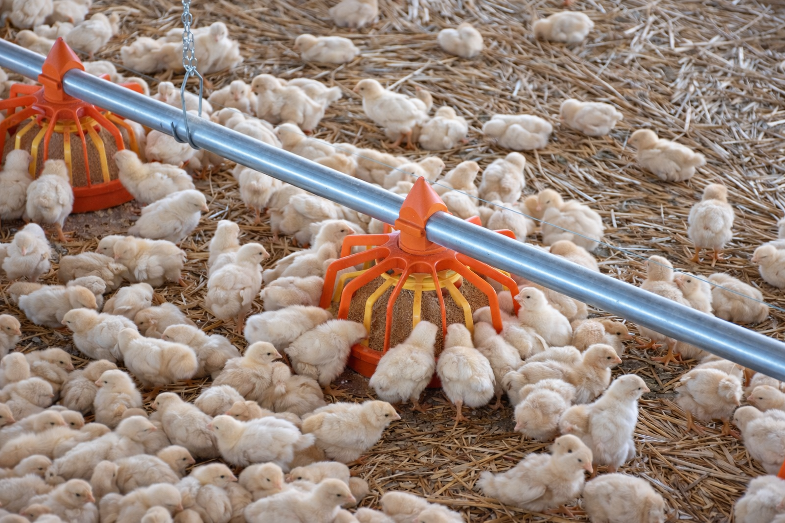 Poggiate a terra con 24 posizioni